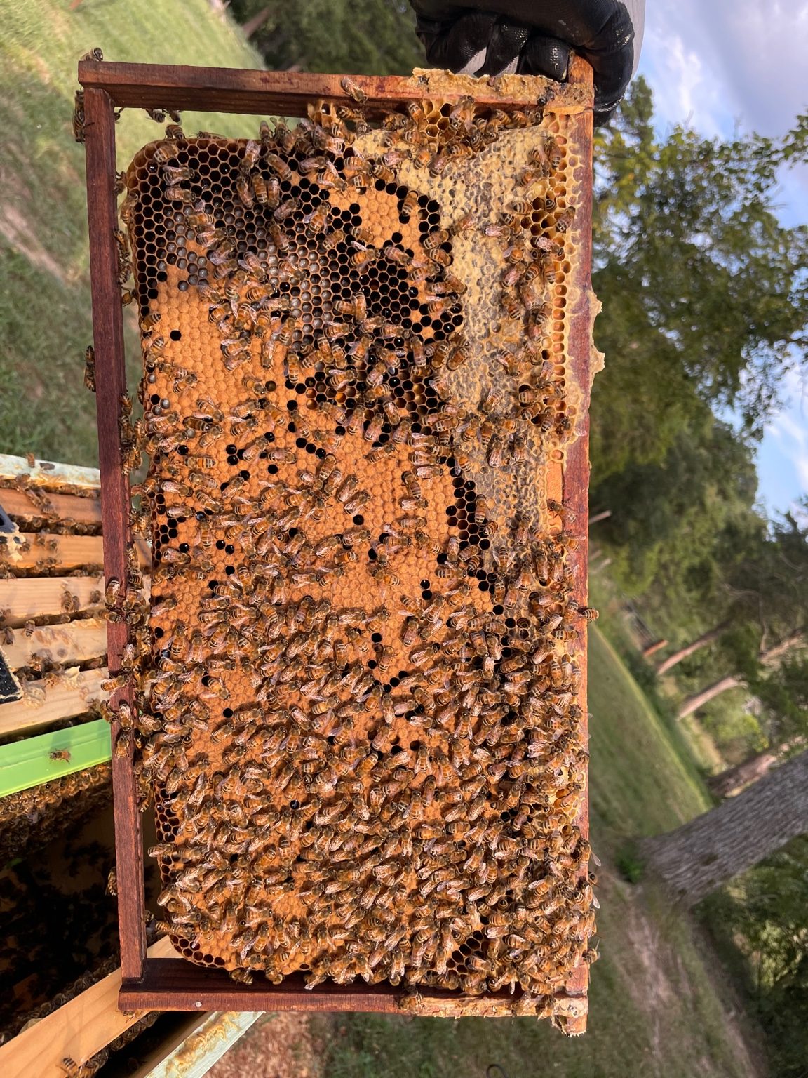 Brood frame