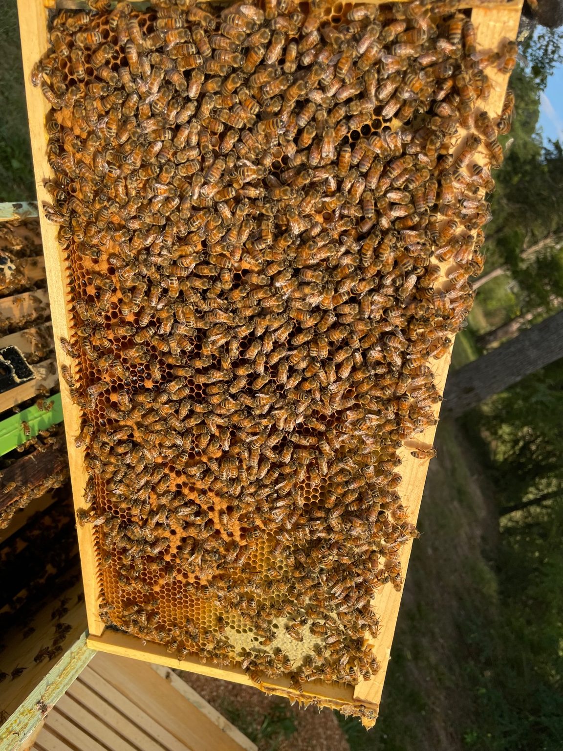 Capped brood